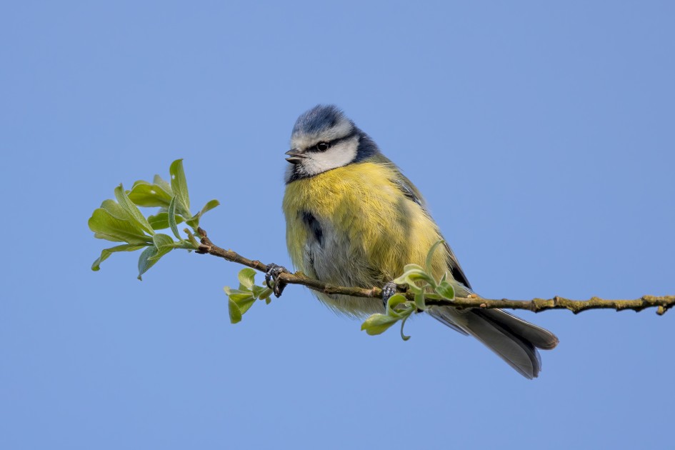 Blue Tit, 1/500 sec, f/7.1, ISO 250, 500 mm