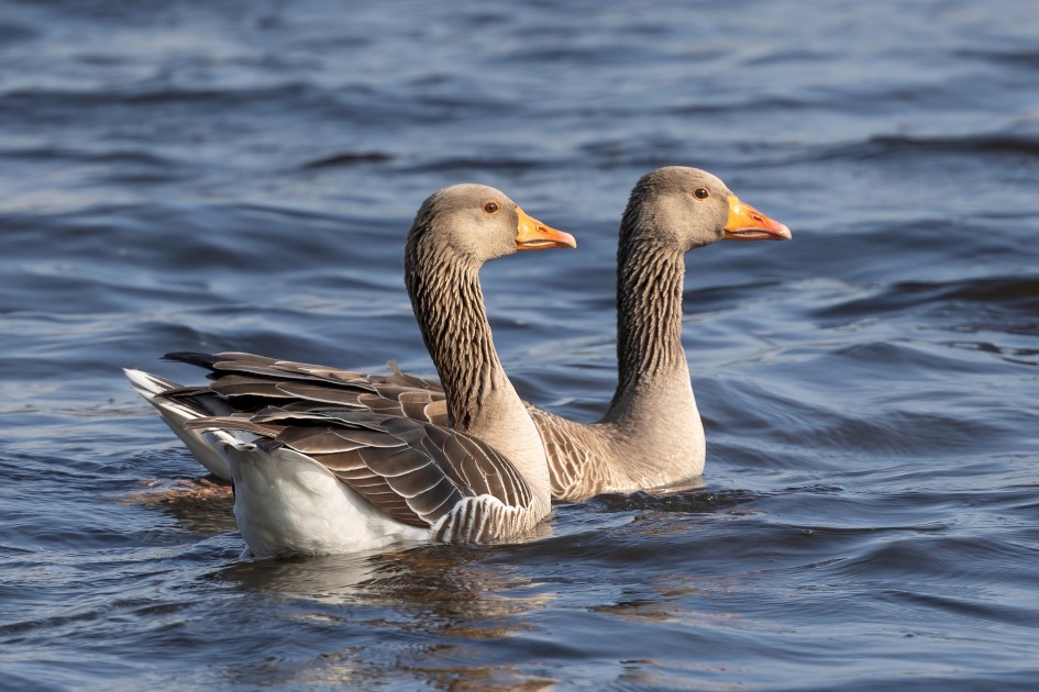 Greylag Geese, 1/500 sec, f/7.1, ISO 250, 451 mm