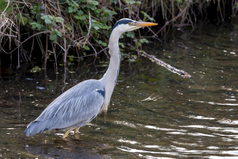 Grey Heron, 1/640 sec, f/7.1, 400 mm, ISO 2500