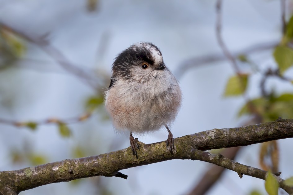 Long-tailed Tit, 1/500 sec, f/7.1, 500 mm, ISO 400