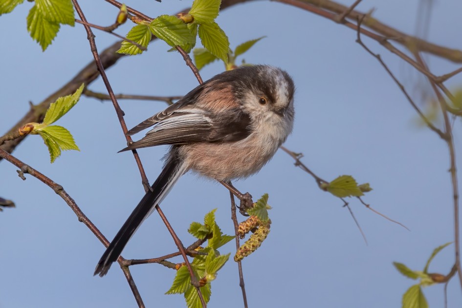 Long-tailed Tit , 1/640 sec, f/7.1, 500 mm, ISO 400