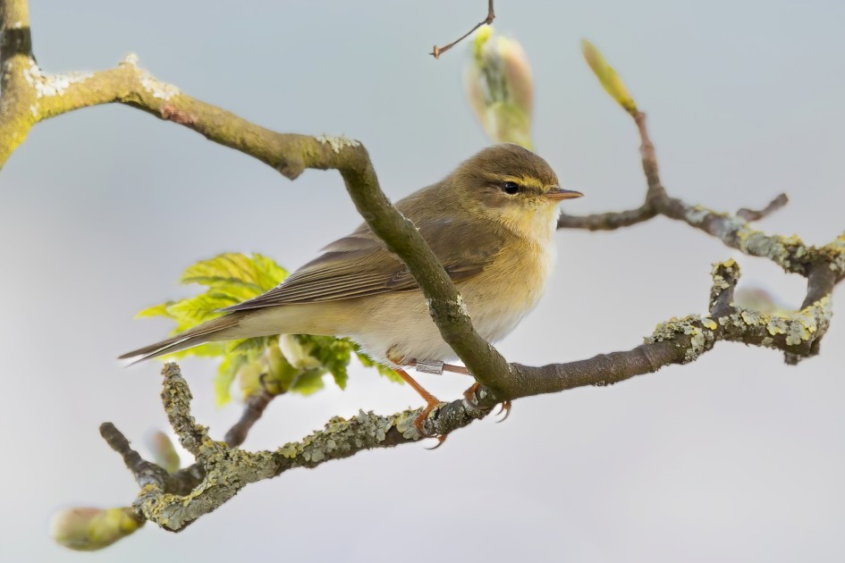 Willow Warbler , 1/640 sec, f/7.1, 500 mm, ISO 800