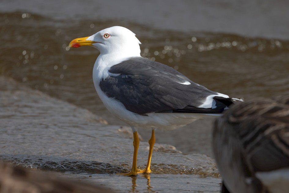 Lesser Black-backed Gull, 1/640 sec, f/7.1, 500 mm, ISO 100
