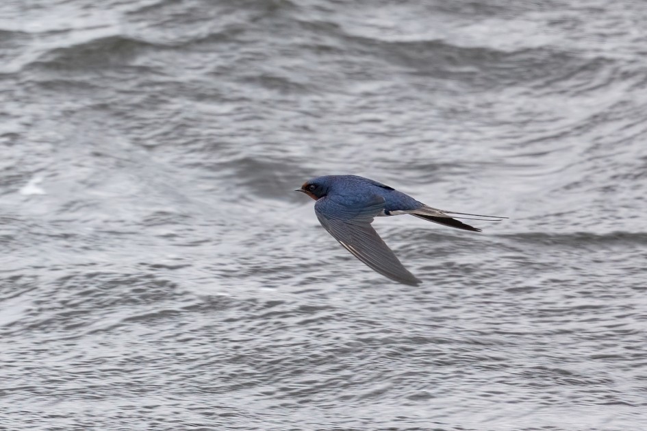 Swallow, 1/2000 sec, f/7.1, 500 mm, ISO 2000