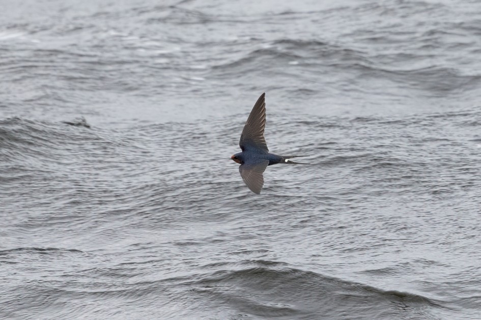 Swallow , 1/2500 sec, f/7.1, 500 mm, ISO 1600