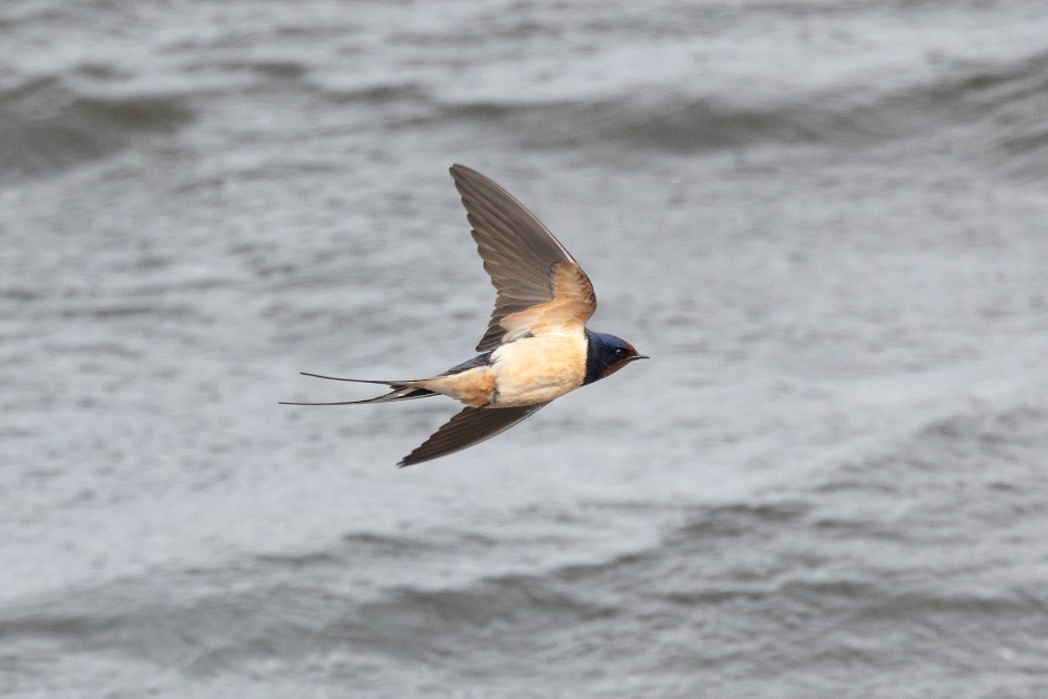 Swallow , 1/2500 sec, f/7.1, 500 mm, ISO 2000