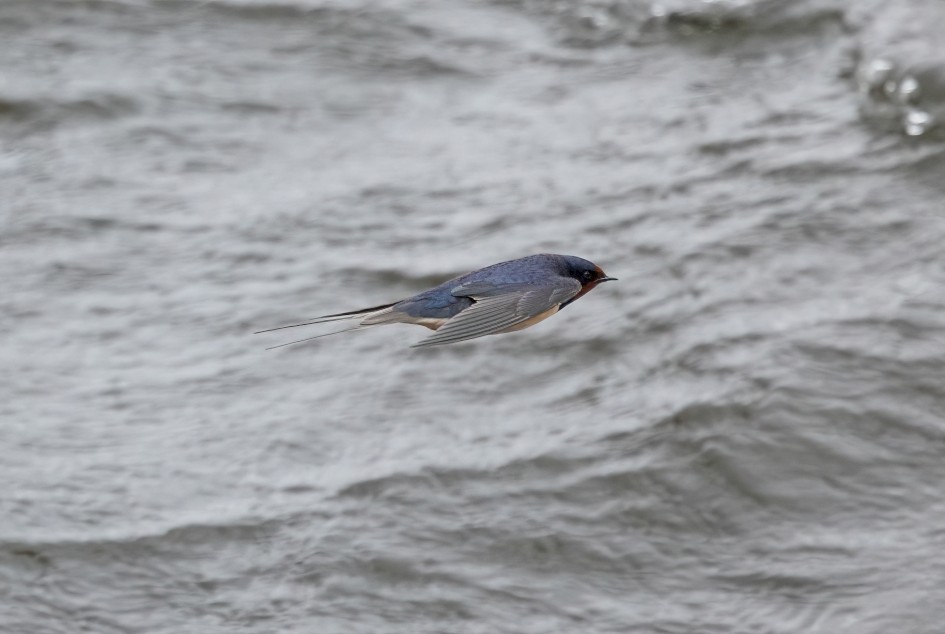 Swallow , 1/2500 sec, f/7.1, 500 mm, ISO 2000