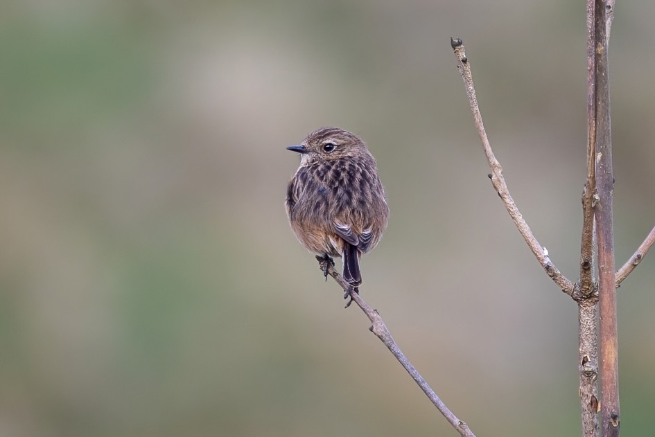Female Stonechat , 1/500 sec, f/7.1, 500 mm, ISO 800