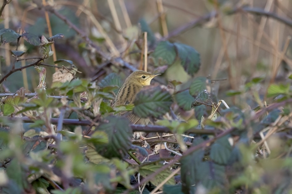 Grasshopper Warbler, 1/640 sec, f/7.1, 500 mm, ISO 800