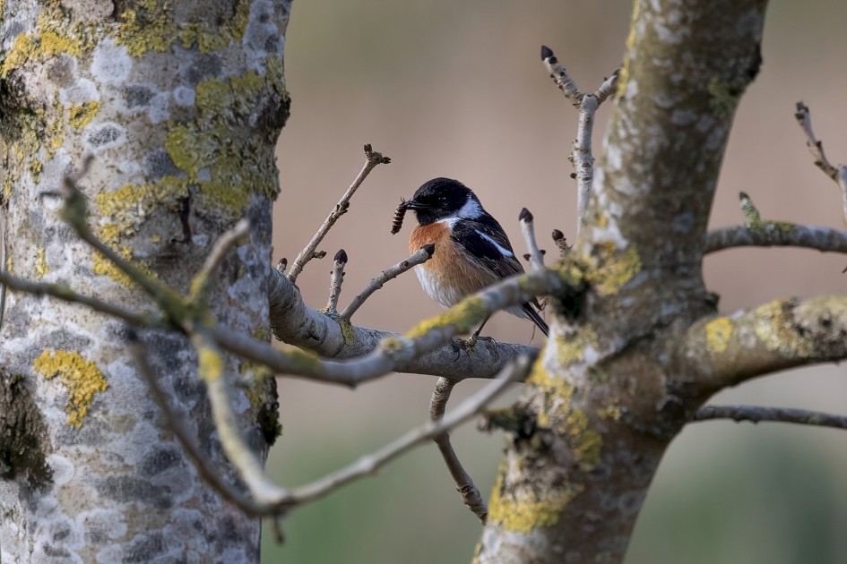 Male Stonechat , 1/500 sec, f/7.1, 500 mm, ISO 640