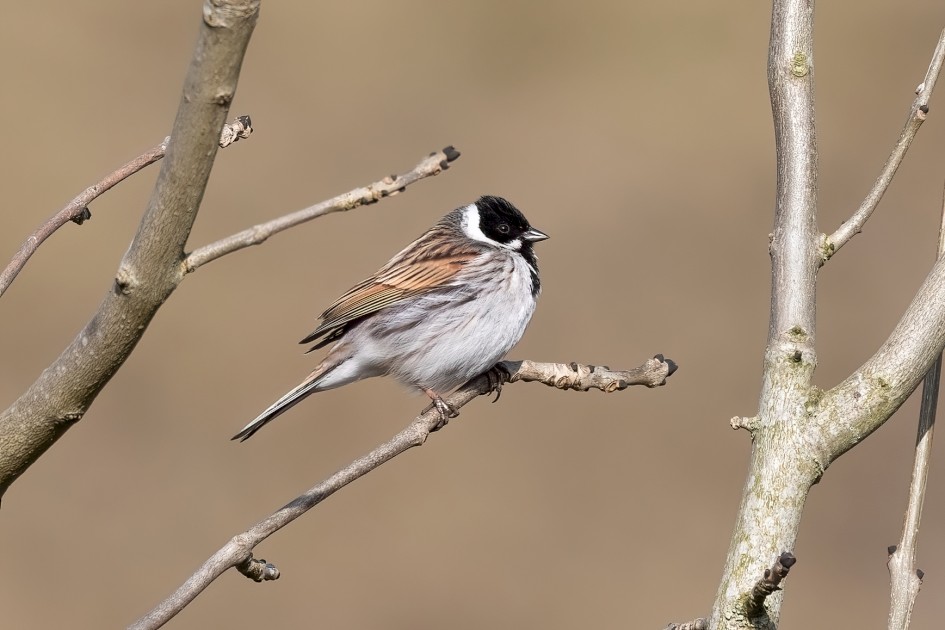 Reed Bunting, 1/640 sec, f/7.1, 500 mm, ISO 160