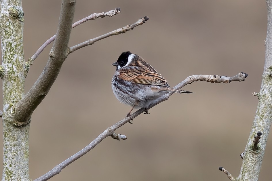 Reed Bunting , 1/640 sec, f/7.1, 500 mm, ISO 800
