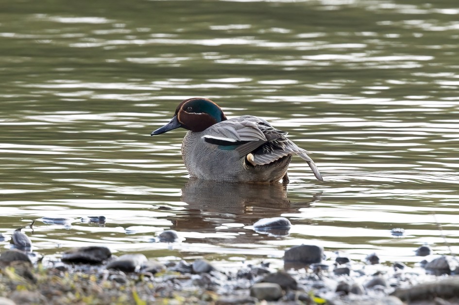 Teal, 1/640 sec, f/7.1, 500 mm, ISO 640