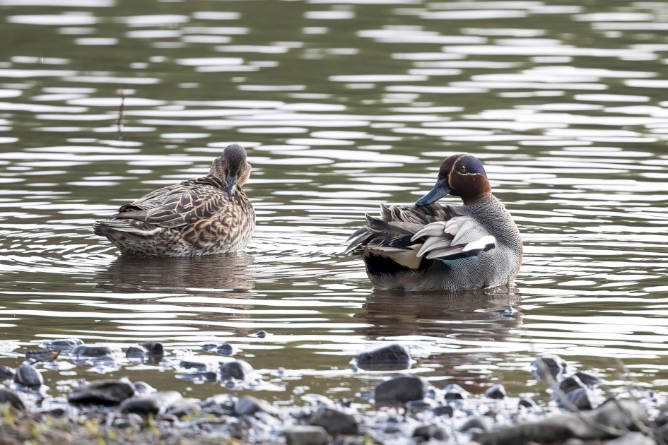 Teal , 1/500 sec, f/7.1, 500 mm, ISO 800