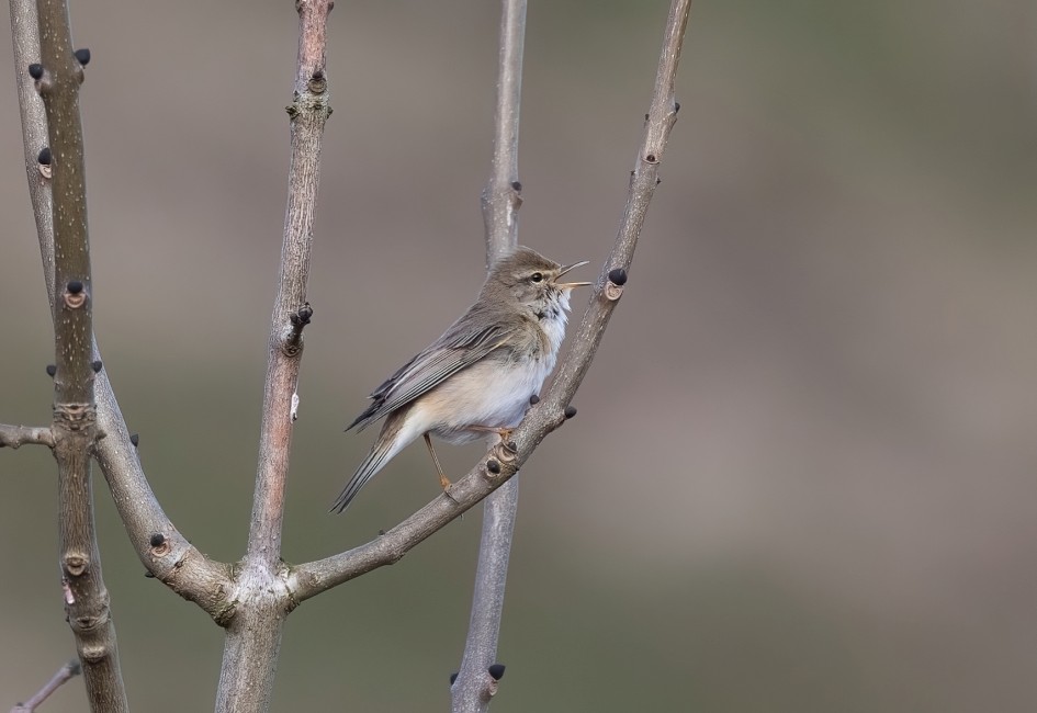 Willow Warbler, 1/500 sec, f/7.1, 500 mm, ISO 640