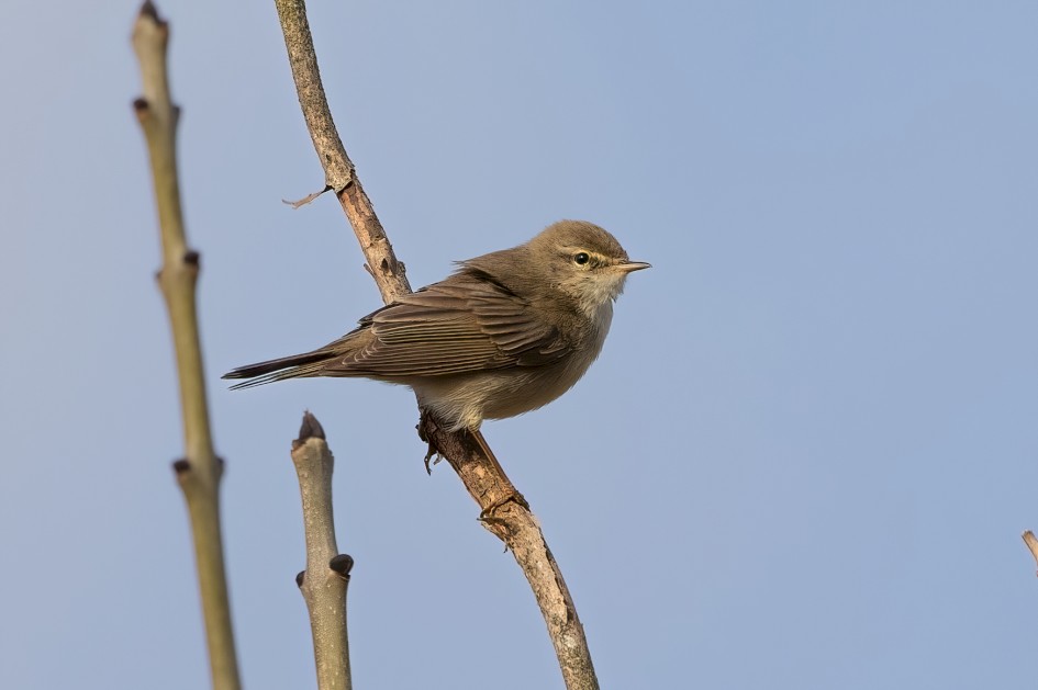 Willow Warbler , 1/500 sec, f/7.1, 500 mm, ISO 100