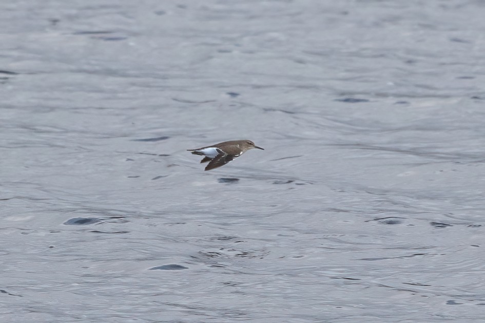 Common Sandpiper, 1/2500 sec, f/7.1, 500 mm, ISO 1250
