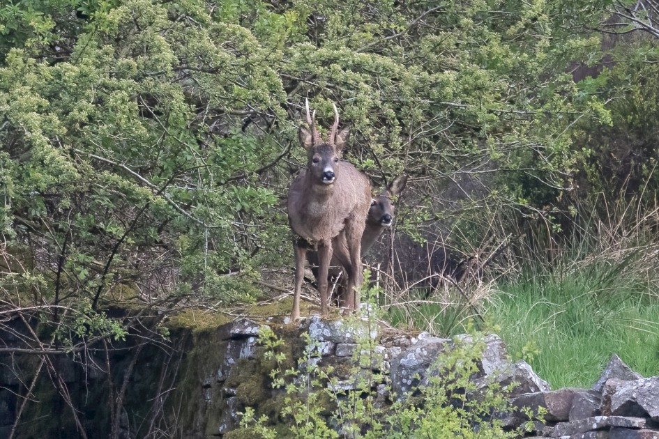 Roe Deer, 1/640 sec, f/7.1, 500 mm, ISO 8000