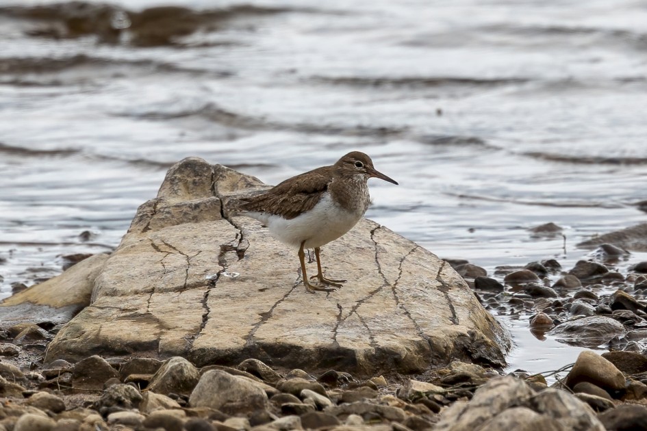 Common Sandpiper, 1/640 sec, f/7.1, 500 mm, ISO 400