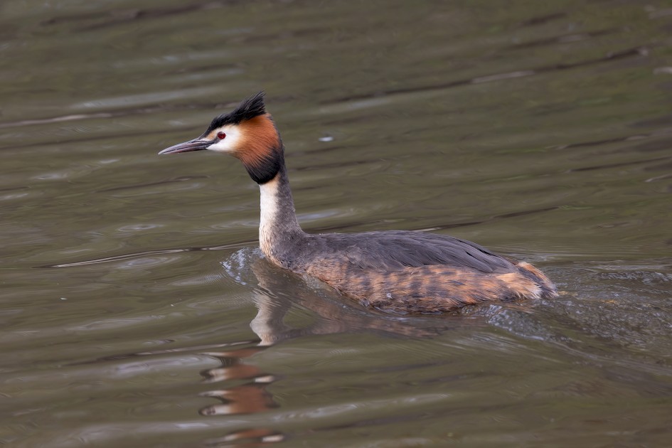 Great Crested Grebe, 1/500 sec, f/7.1, 500 mm, ISO 500