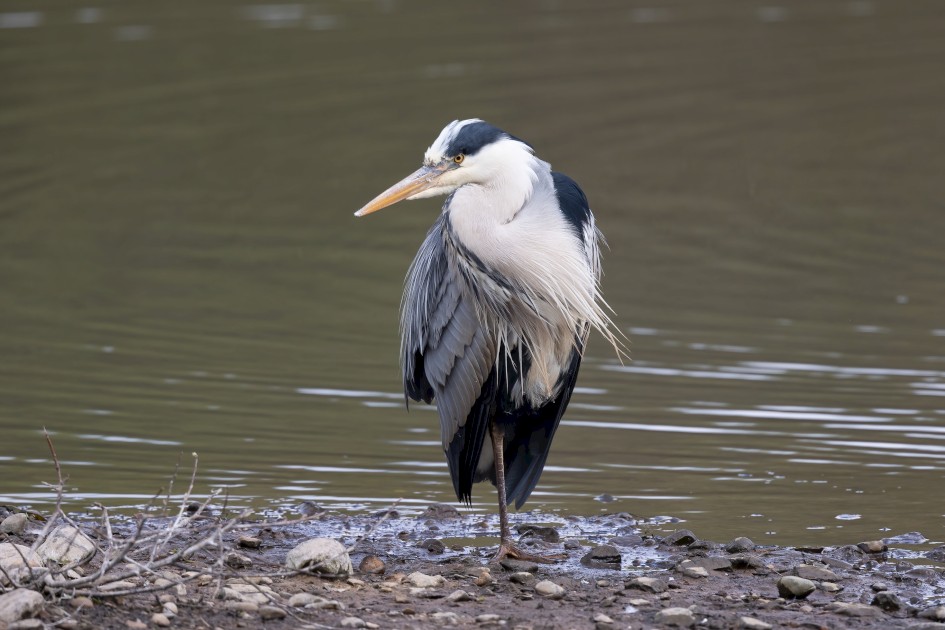 Grey Heron, 1/640 sec, f/7.1, 500 mm, ISO 400