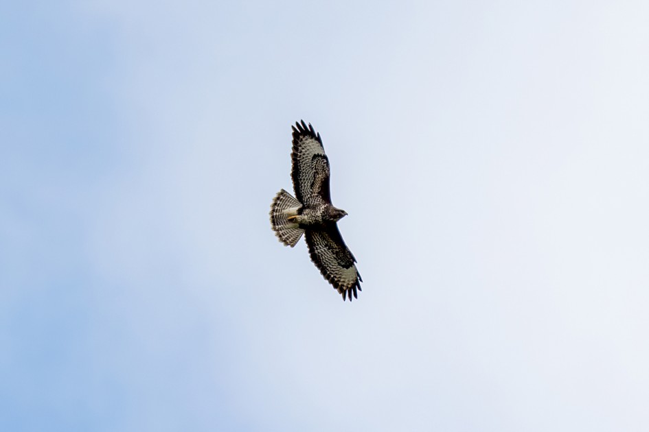 Buzzard, 1/640 sec, f/7.1, 500 mm, ISO 160