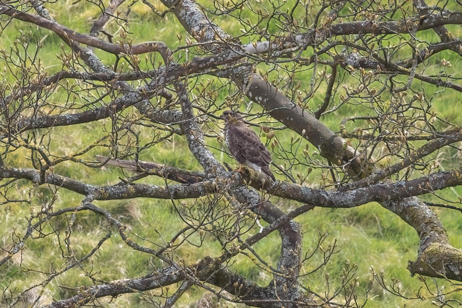 Buzzard , 1/640 sec, f/7.1, 500 mm, ISO 400