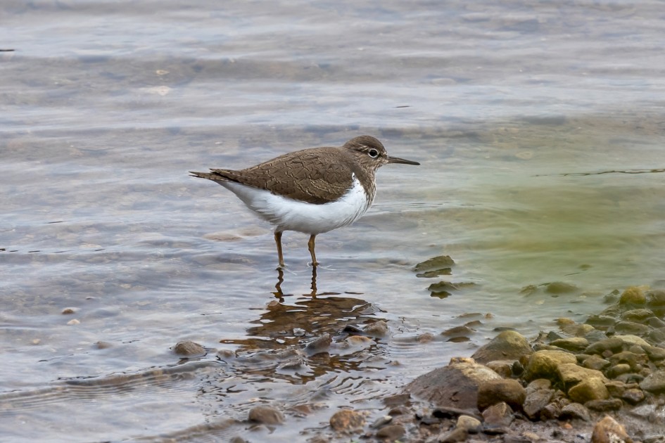 Common Sandpiper, 1/640 sec, f/7.1, 500 mm, ISO 400