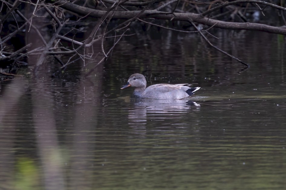 Gadwall, 1/500 sec, f/7.1, 500 mm, ISO 1250