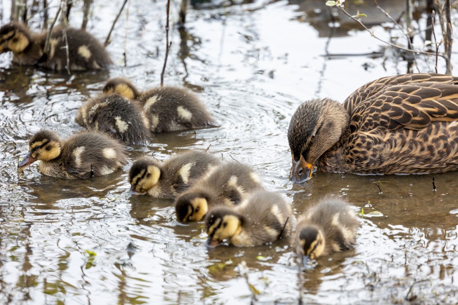 Mallard With Ducllings, 1/500 sec, f/7.1, 500 mm, ISO 2500