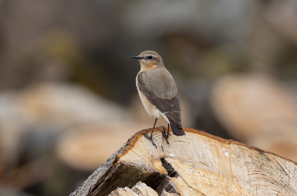 Wheatear, 1/640 sec, f/7.1, 500 mm, ISO 250