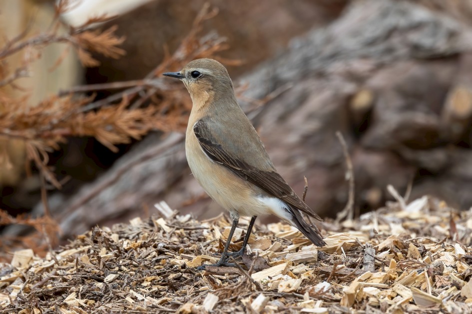 Wheatear , 1/640 sec, f/7.1, 500 mm, ISO 250