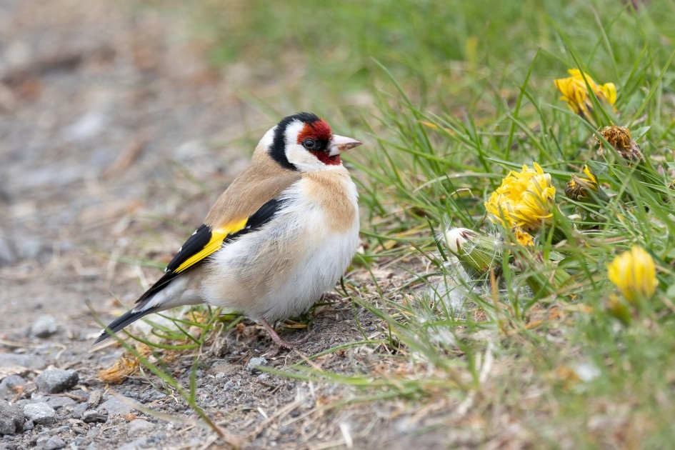 Goldfinch, 1/500 sec, f/7.1, 500 mm, ISO 800