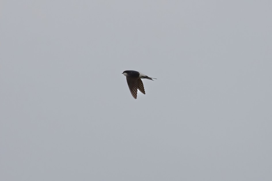 House Martin, 1/2000 sec, f/7.1, 500 mm, ISO 250
