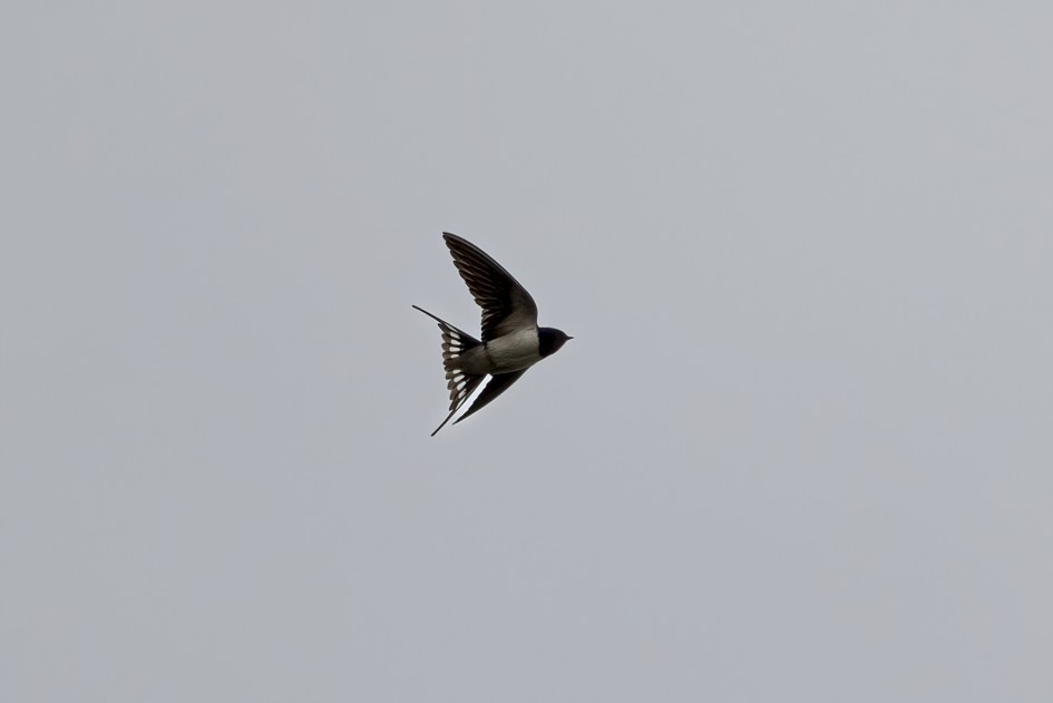 Swallow, 1/2500 sec, f/7.1, 500 mm, ISO 250