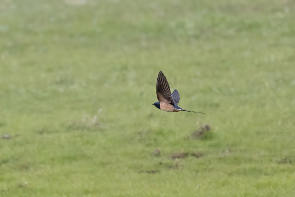 Swallow , 1/2000 sec, f/7.1, 500 mm, ISO 2500
