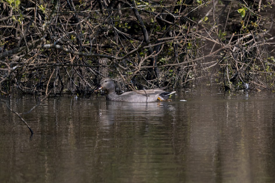 Gadwall, 1/640 sec, f/7.1, 500 mm, ISO 250