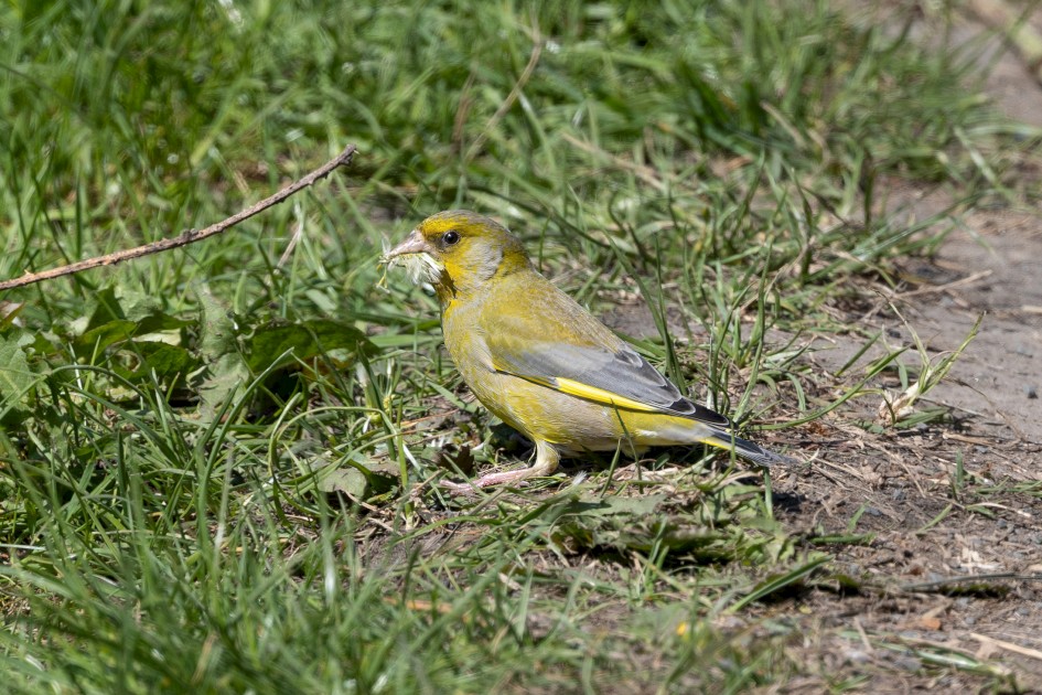Greenfinch, 1/640 sec, f/7.1, 500 mm, ISO 200