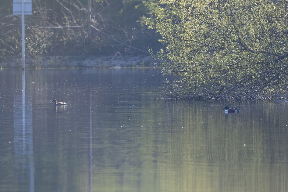 Shoveler, 1/500 sec, f/7.1, 500 mm, ISO 400