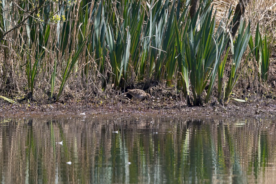 Snipe, 1/500 sec, f/7.1, 500 mm, ISO 320