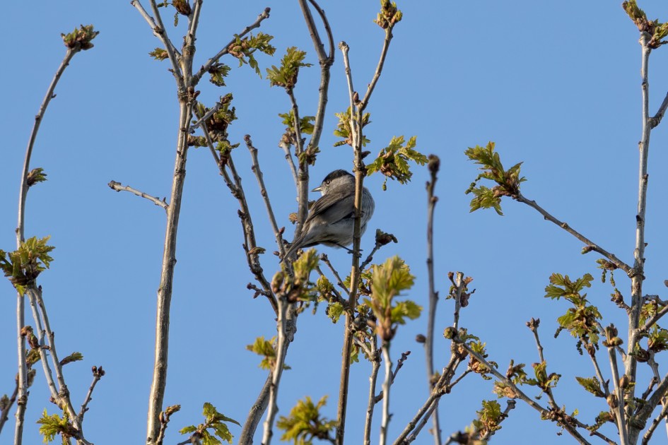 Blackcap, 1/500 sec, f/7.1, 500 mm, ISO 200