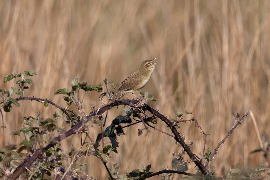 Grasshopper Warbler , 1/640 sec, f/7.1, 500 mm, ISO 160