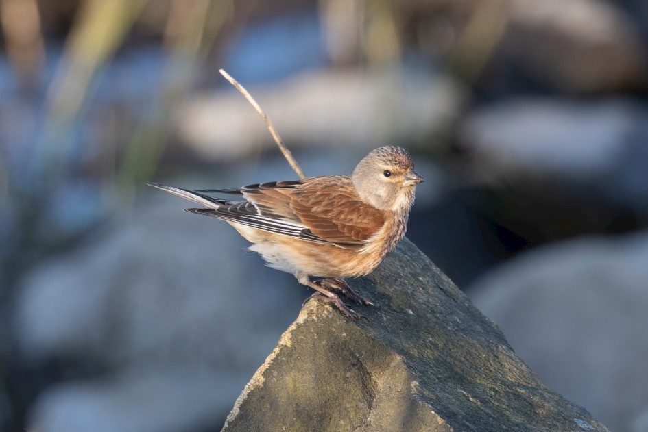 Linnet , 1/500 sec, f/7.1, 500 mm, ISO 800