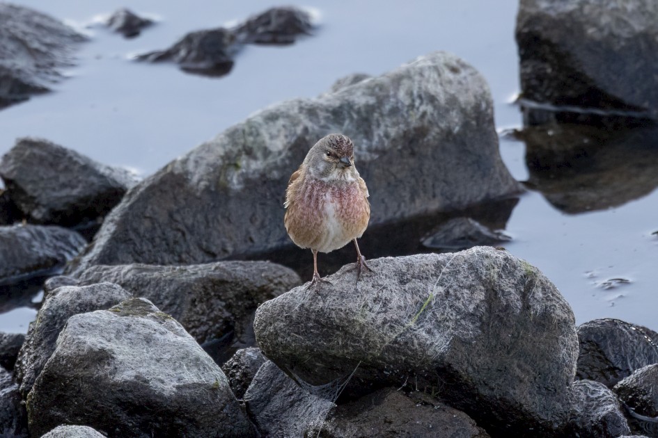 Linnet , 1/640 sec, f/7.1, 500 mm, ISO 1600