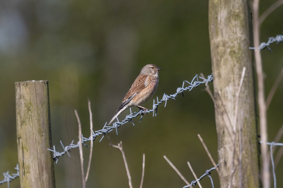 Linnet , 1/640 sec, f/7.1, 500 mm, ISO 160