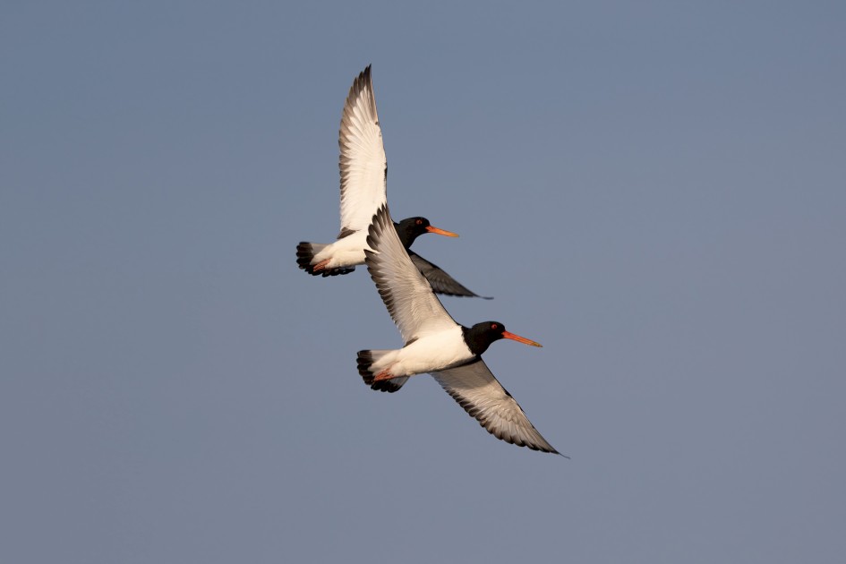 Oystercatchers, 1/500 sec, f/7.1, 500 mm, ISO 100