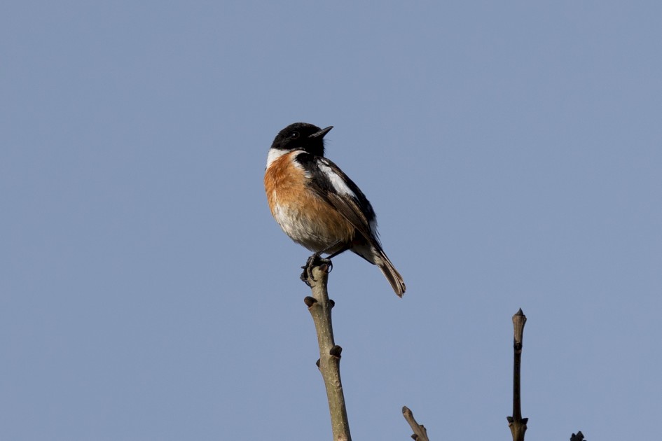 Stonechat , 1/640 sec, f/7.1, 500 mm, ISO 100