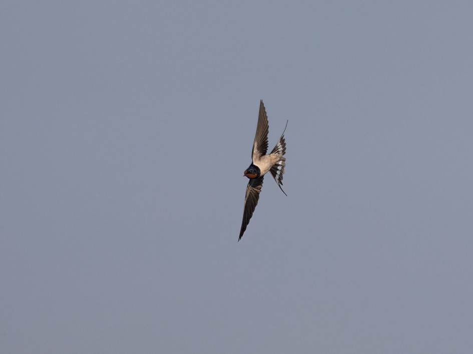 Swallow, 1/800 sec, f/7.1, 500 mm, ISO 100
