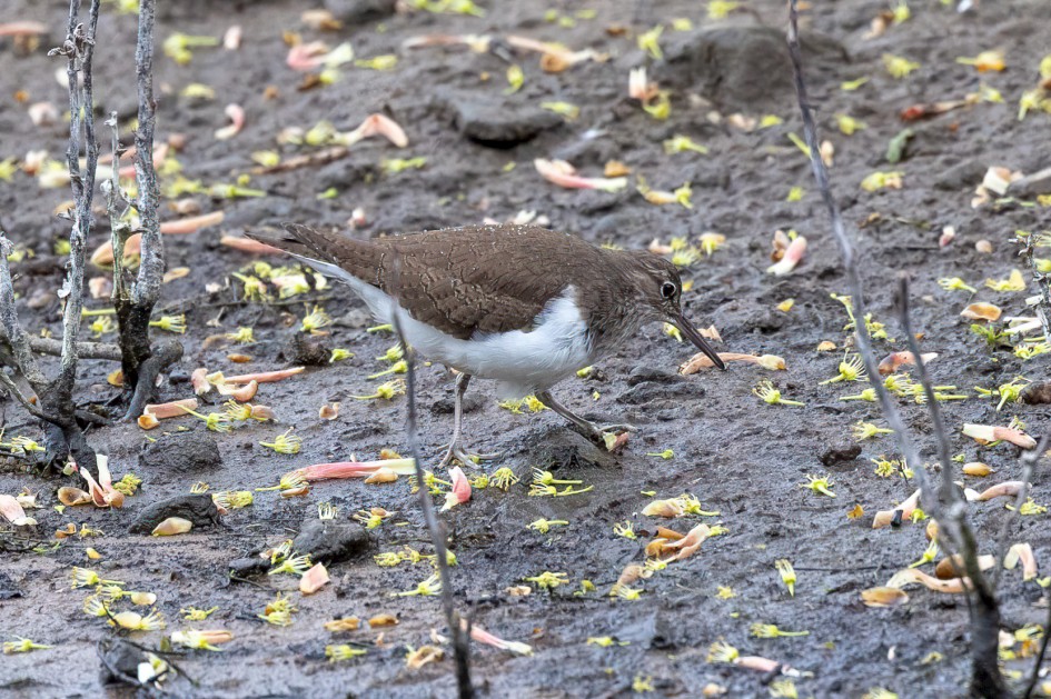 Common Sandpiper, 1/500 sec, f/7.1, 500 mm, ISO 1600