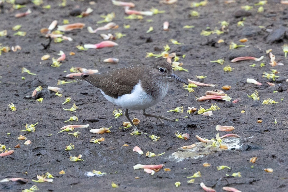 Common Sandpiper , 1/500 sec, f/7.1, 500 mm, ISO 1600